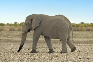 bild av ett elefant i etosha nationell parkera i namibia under de dag foto