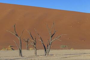 bild av en död- träd i de deadvlei salt panorera i de namib öken- i främre av röd sand sanddyner i de morgon- ljus foto