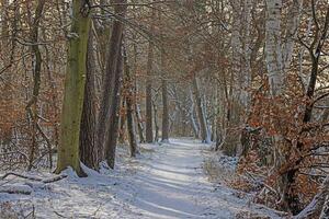 bild av en snötäckt väg i en vintrig skog i de kväll foto