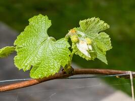 ung löv och blomma knoppar på en druva vin i vår. selektiv fokus foto