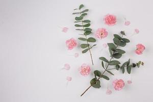 eucalyptus populus lämnar kvistar med rosa nejlikor blommor isolerade vit bakgrund foto