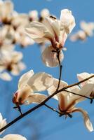skön magnolia blommor med vatten droppar foto