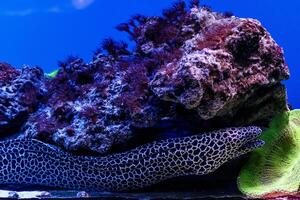 makro spetsad moray gymnothorax favagineus foto