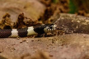 orm lampropeltis getula kalifornien foto