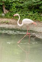 flamingo på de sjö dricka vatten foto