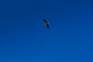 stork stigande i de blå himmel med vit moln foto