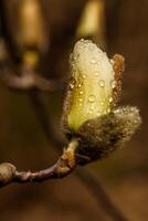 skön magnolia blommor med vatten droppar foto