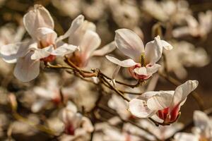 skön magnolia blommor med vatten droppar foto