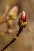 skön magnolia blommor med vatten droppar foto