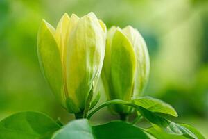 skön magnolia gren under gul blommande foto