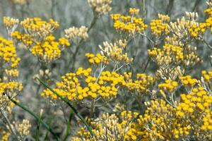 curry växt, italienska immortelle med silver- löv, aromatisk krydda, dekorativ växt, buske med många små gul blommor foto