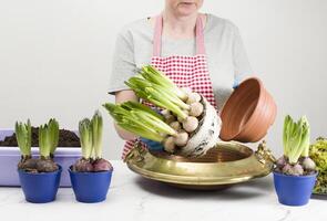 kvinna växter vår bulbös blommor hyacinter i en vas bär handskar och ett förkläde, trädgårdsarbete som en hobby foto