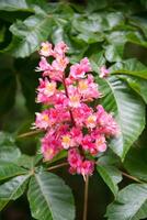 de blomstrande kastanj, närbild rosa blomma blomställning, tidigt vår foto