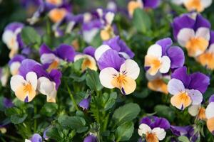 blomma matta av lila-gul pansies i en blomma säng, vår blommor bakgrund foto