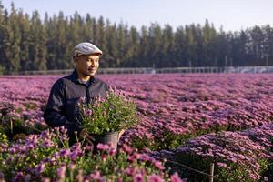 asiatisk jordbrukare är bärande blomma pott i de fält av rosa krysantemum medan arbetssätt i hans lantlig bruka för medicinsk ört och skära blomsterhandlare industri företag foto