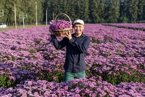 asiatisk jordbrukare är innehav de nyligen plocka rosa krysantemum medan arbetssätt i hans lantlig fält bruka för medicinsk ört och skära blomma industri företag foto