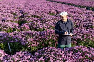 asiatisk jordbrukare är tar notera använder sig av klämma styrelse på de tillväxt och hälsa av rosa krysantemum medan arbetssätt i hans lantlig fält bruka för medicinsk ört och skära blommor foto