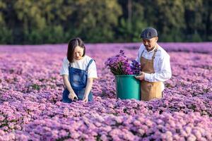 team av asiatisk jordbrukare och blomsterhandlare är arbetssätt i de bruka medan skärande lila krysantemum blomma använder sig av sekatör för skära blomma företag för död- rubrik, odling och skörda säsong foto