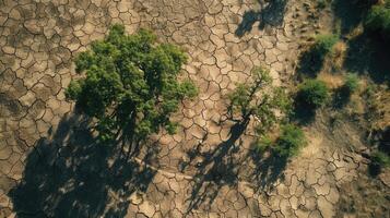 tillväxt av träd i torka kris levande med träd torka. foto