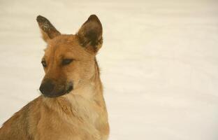 en herrelös hemlös hund. porträtt av en ledsen orange hund på en snöig bakgrund foto