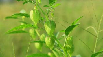 physalis angulata eller ciplukan som växer runt om torr ris fält foto