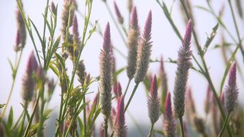 blommor från gräs och vild växter den där blomma vackert i de morgon- foto