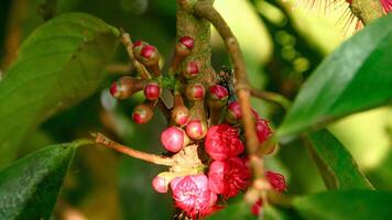 blommor från de äggstock av de jamaican vatten guava som är redo till vara pollinerad foto