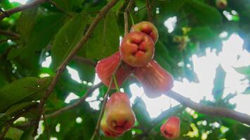 mogen stringtrosa samsi vatten guava med en ljus röd Färg och frodig löv foto