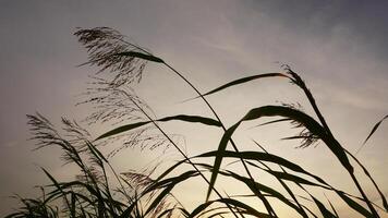 solnedgång över tyst lantlig ris fält foto