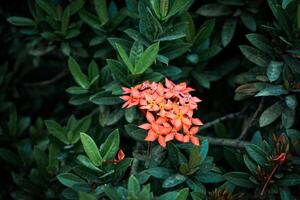 ashoka blommor blomma vackert i de torr säsong i lantlig områden av indonesien foto