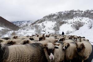 herde gående på de väg med deras får under vinter. foto