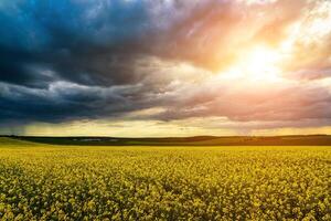 ett närmar sig åskväder i en blommande rapsfrö fält. foto