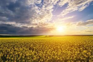 de Sol brytning genom storm moln i en blommande rapsfrö fält. foto