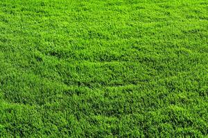 textur av grön gräs på de gräsmatta. naturlig abstrakt bakgrund. foto