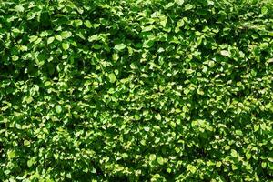 dekorativ vägg från en växt med grön löv. naturlig mönster. abstrakt bakgrund. landskapsarkitektur. foto