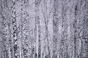 björk lund efter en snöfall på en vinter- dag. björk grenar täckt med snö. årgång filma estetisk. foto