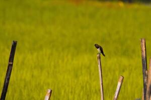 vilda djur och växter på de ris fält foto