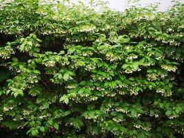 orange jessamine, murraya paniculate vit blomma som blommar i trädgården natur bakgrund foto