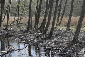 natur bakgrund Foto