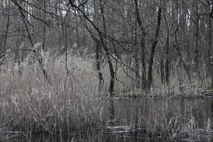 natur bakgrund Foto