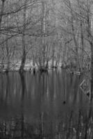 natur bakgrund Foto