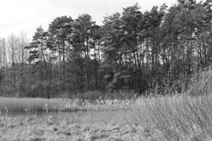 natur bakgrund Foto