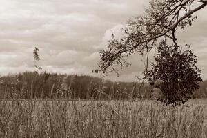 natur bakgrund Foto