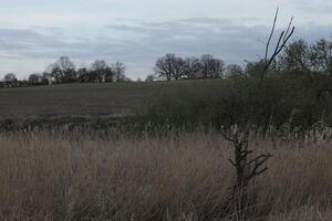 natur bakgrund Foto