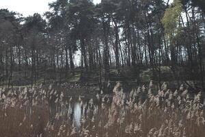 natur bakgrund Foto