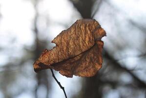 natur bakgrund Foto