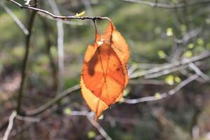 natur bakgrund Foto