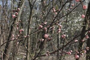 natur bakgrund Foto