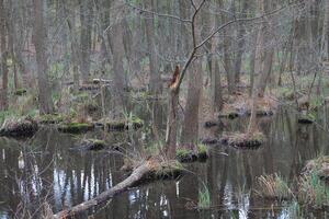 natur bakgrund Foto