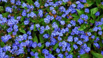 blommig bakgrund av små blå glöm-mig-inte blommor. glänta av blå blommor. äng blomma förgätmigej. hälsning kort baner, mors dag kort, kvinnors dag, födelsedag, påsk. botanisk urval foto